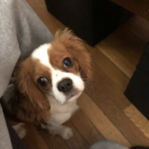 Meet your Posher, Cory